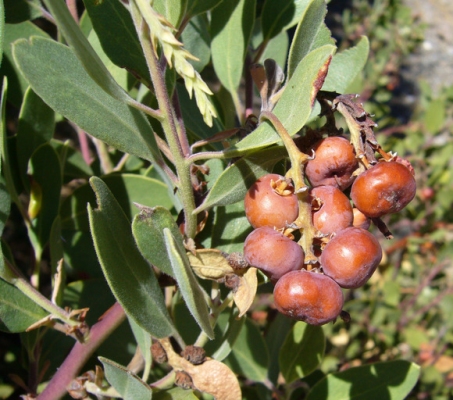 Arctostaphylos stanfordiana