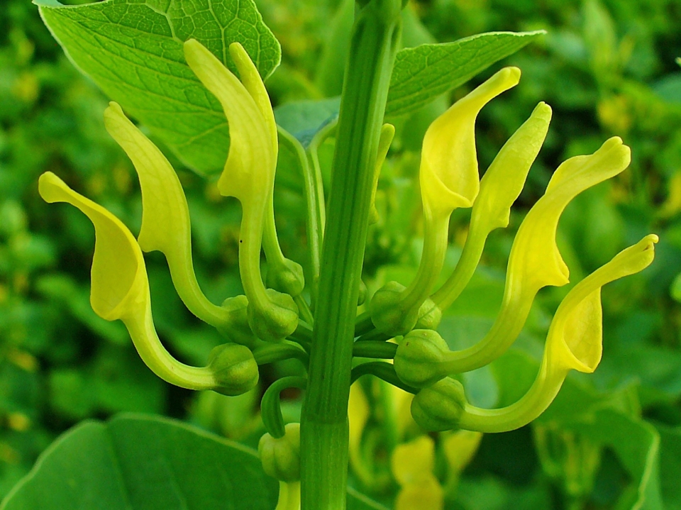 Aristolochia clematitis