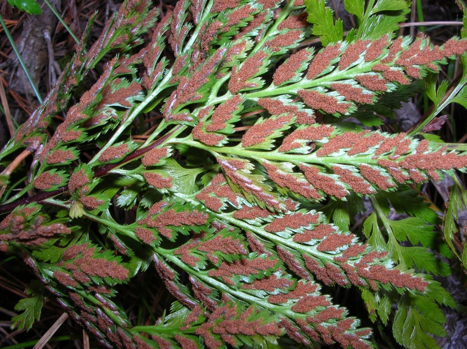 Asplenium adiantum-nigrum