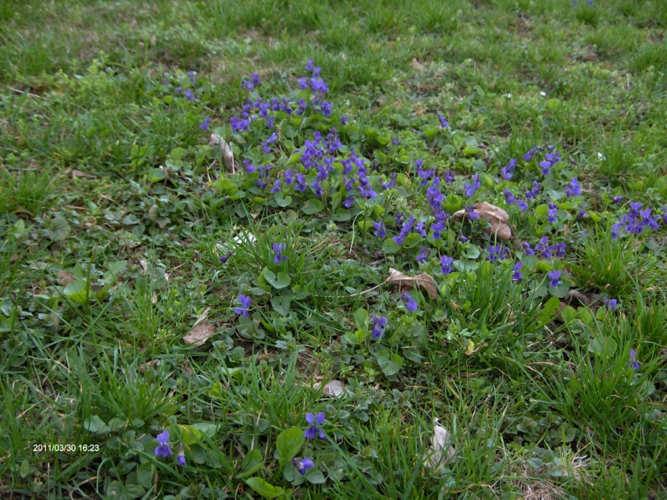 Viola odorata