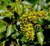 Mahonia gracilis