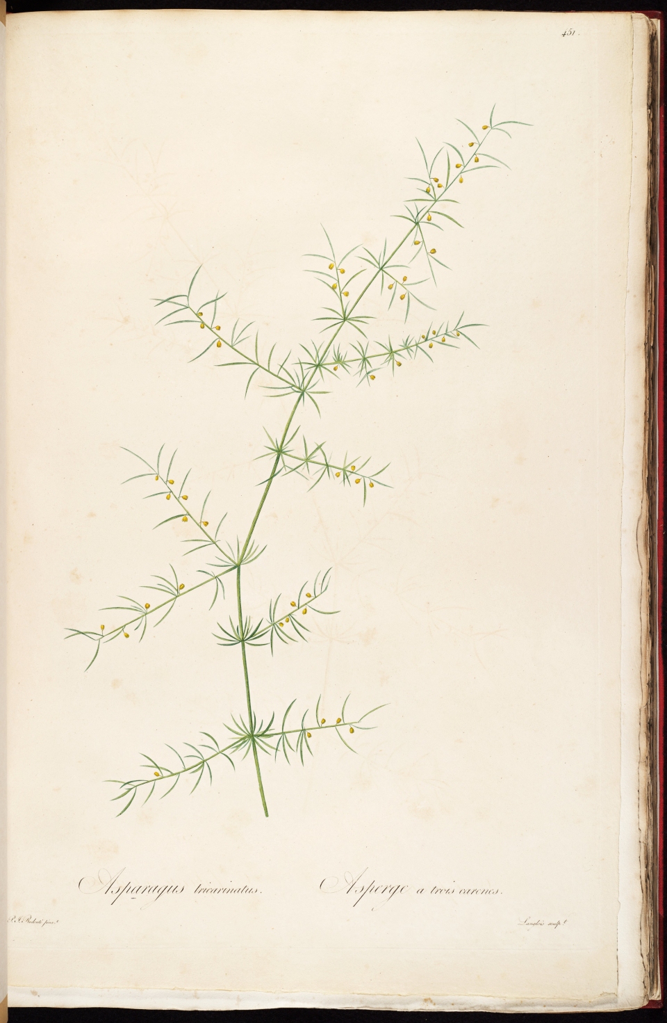 Asparagus verticillatus