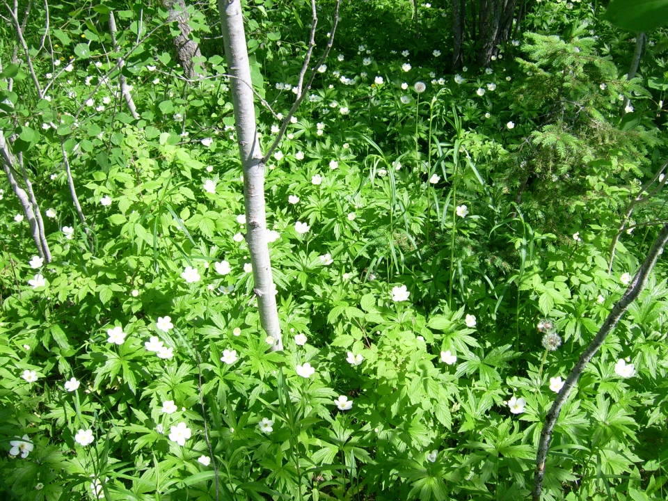 Anemone canadensis