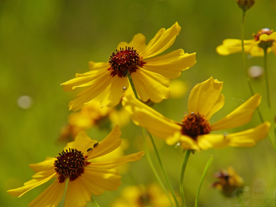 Coreopsis tinctoria atkinsoniana