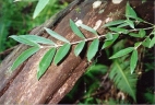 Atherosperma moschatum