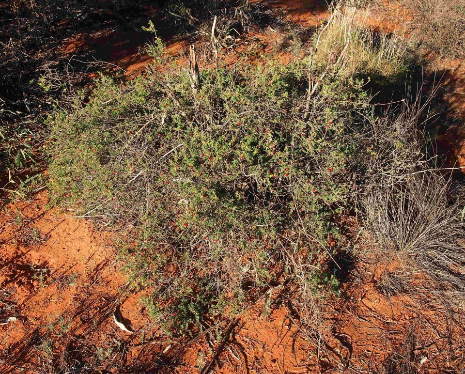 Enchylaena tomentosa