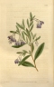 Billardiera heterophylla