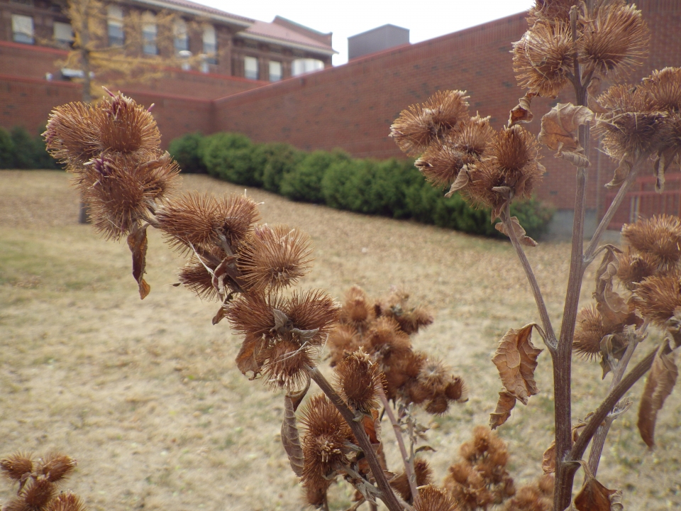 Arctium minus