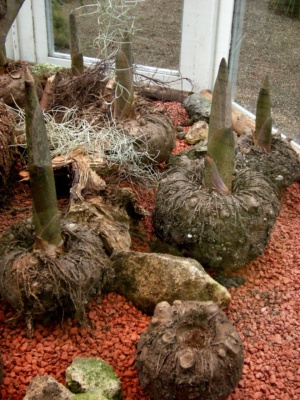 Amorphophallus konjac