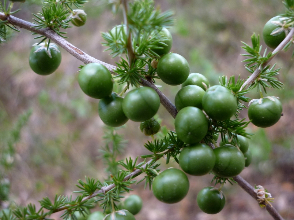 Asparagus acutifolius