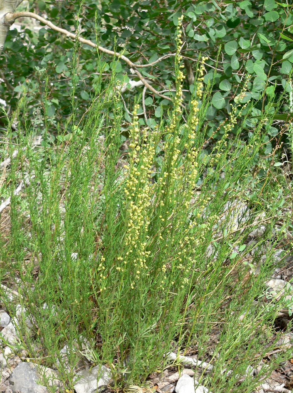 Artemisia michauxiana