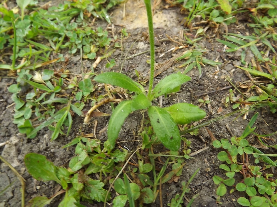 Arabis hirsuta