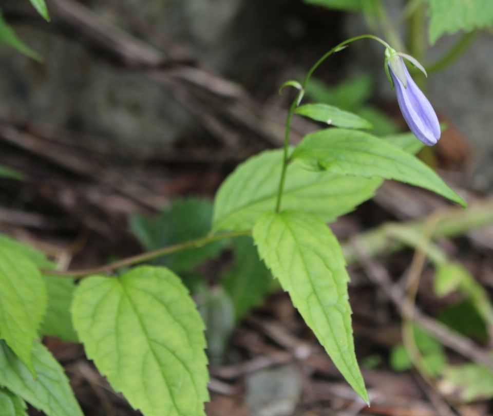 Adenophora remotiflora