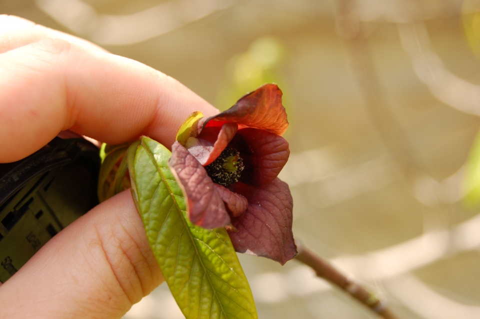 Asimina triloba