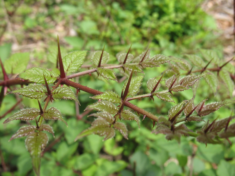 Aralia spinosa