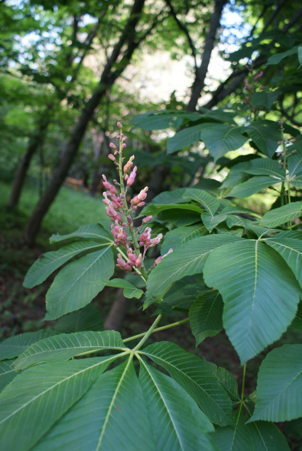 Aesculus flava