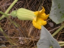 Cucurbita foetidissima