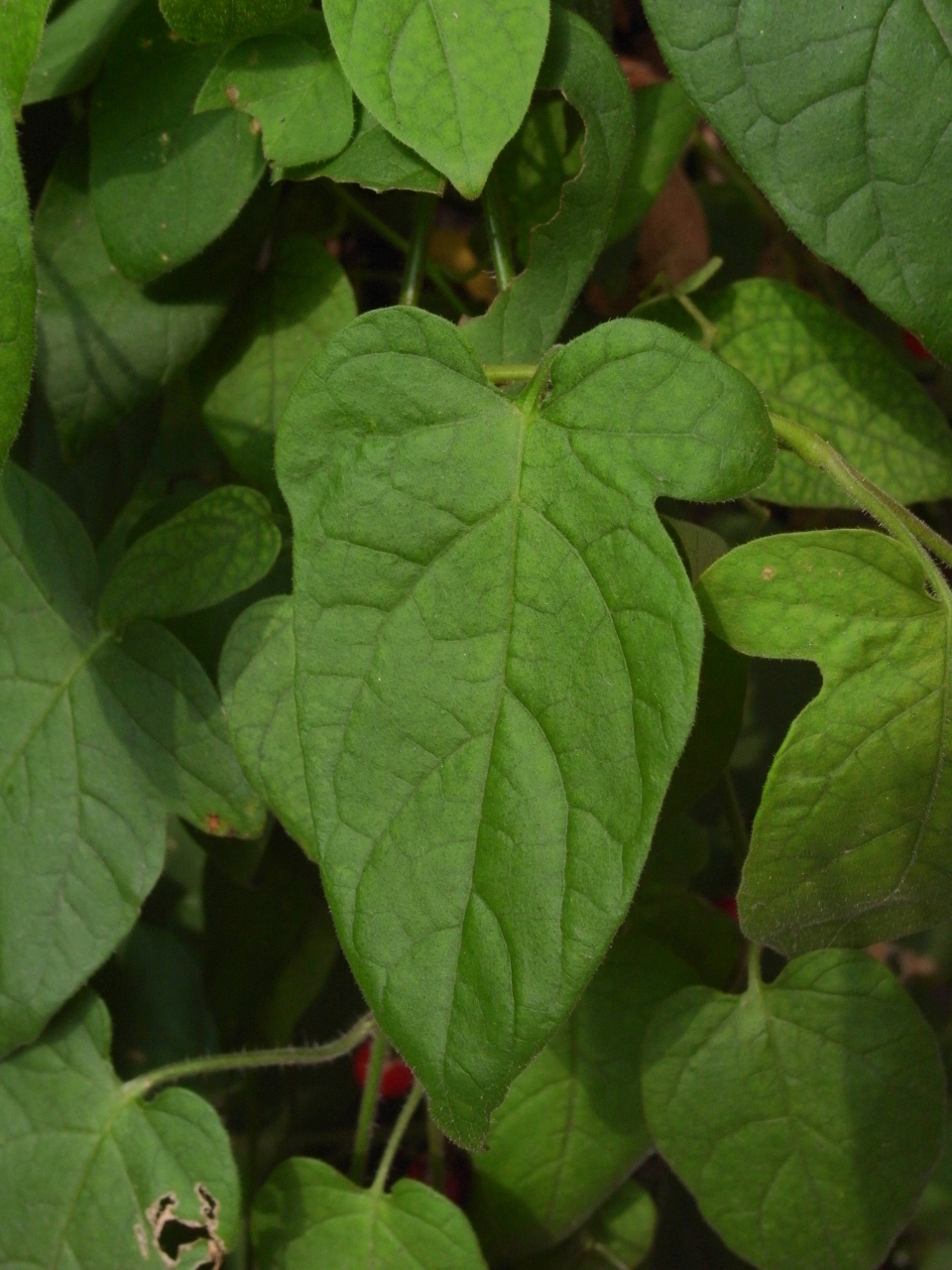 Solanum lyratum