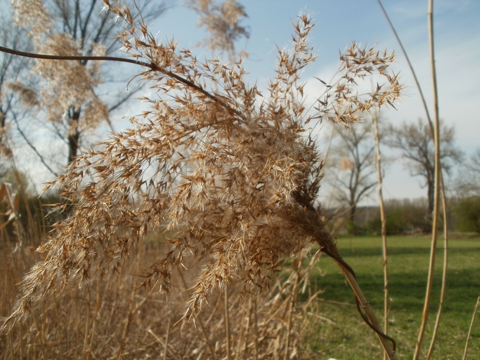 Phragmites australis