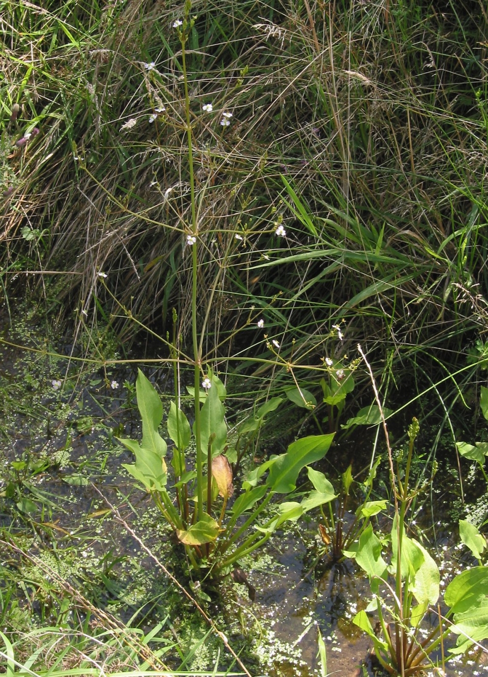 Alisma plantago-aquatica