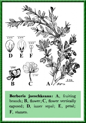 Berberis jaeschkeana