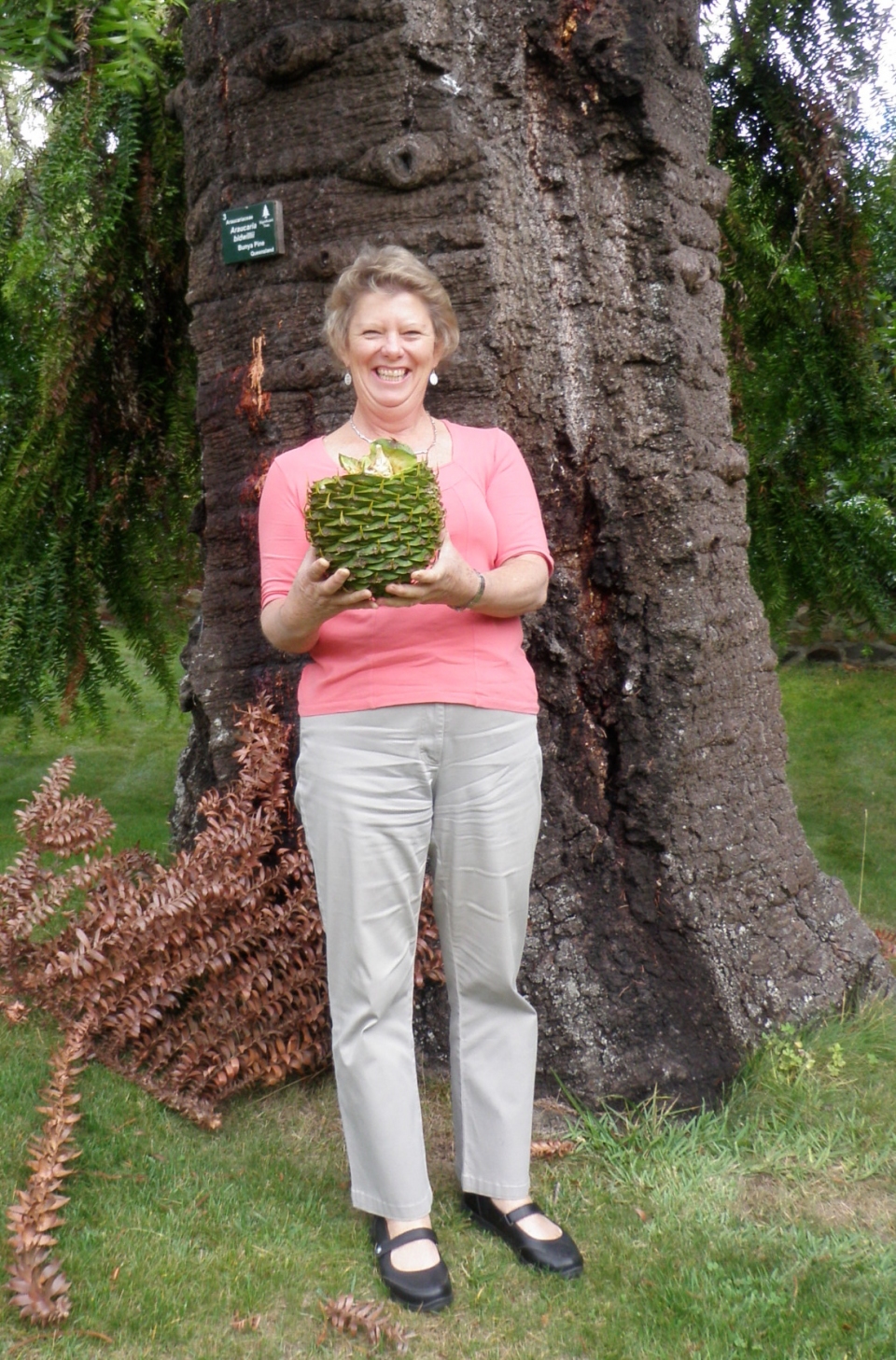 Araucaria bidwillii