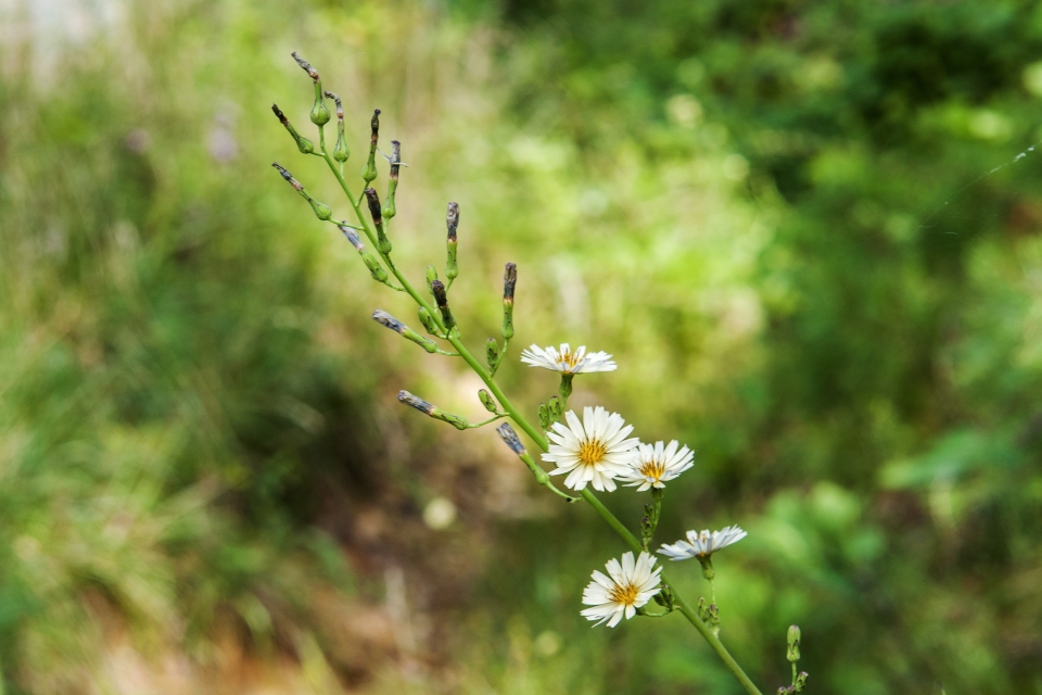 Lactuca indica laciniata