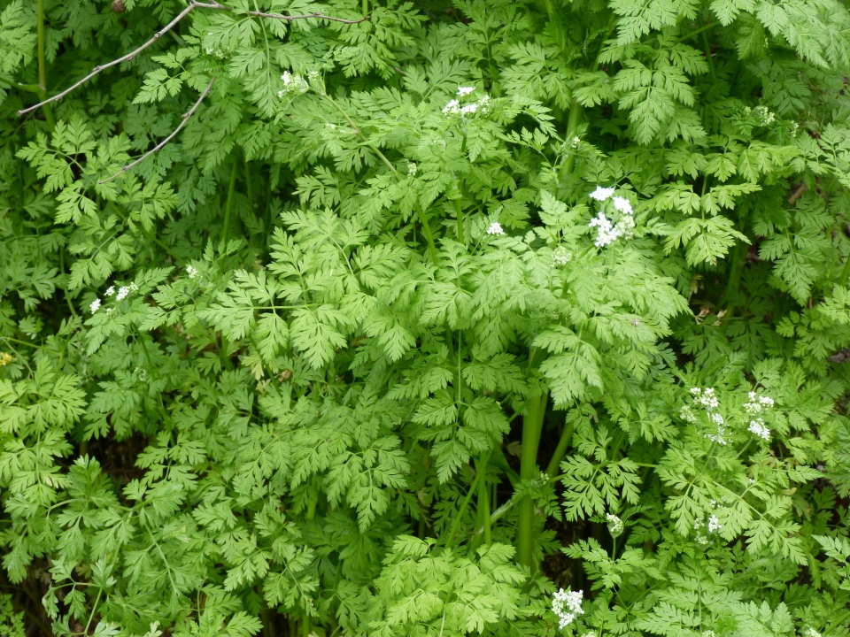 Anthriscus cerefolium