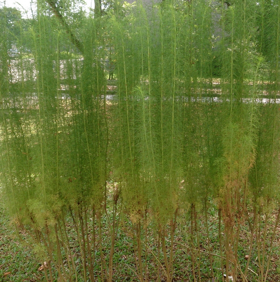 Artemisia scoparia