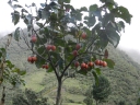 Solanum betaceum