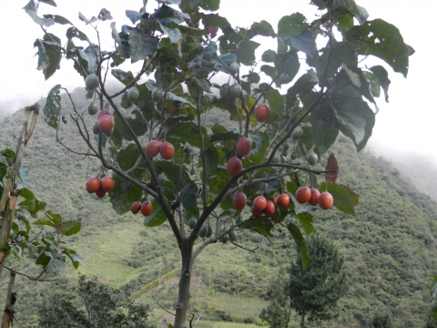 Solanum betaceum