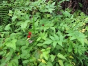 Rubus rosifolius