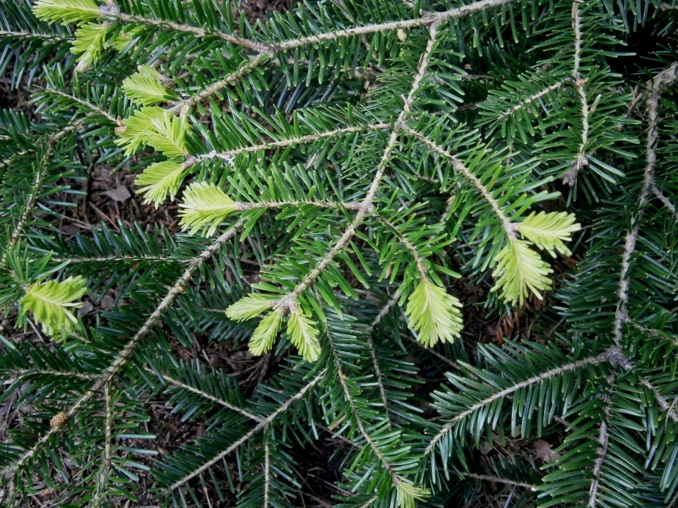 Abies alba