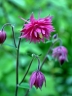 Aquilegia vulgaris