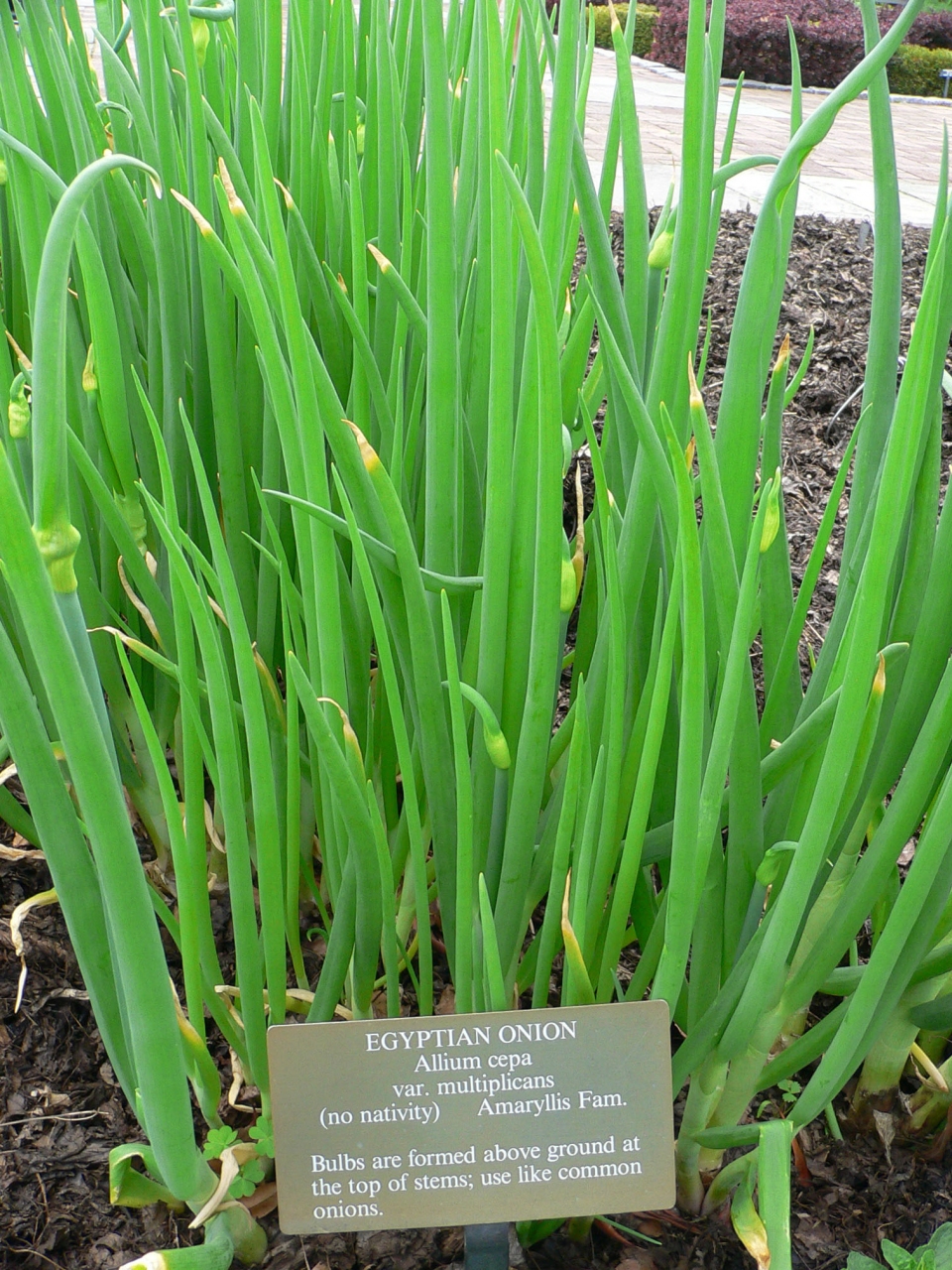 Allium × proliferum