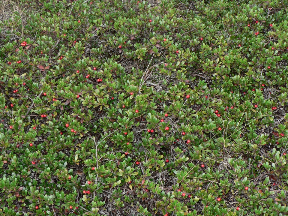 Arctostaphylos uva-ursi