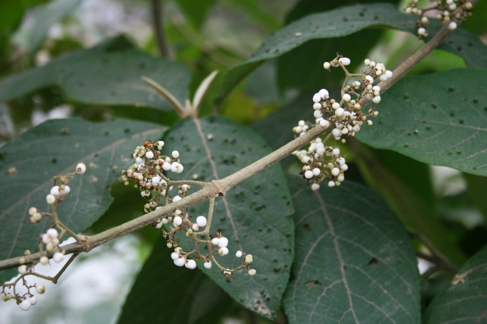 Callicarpa macrophylla