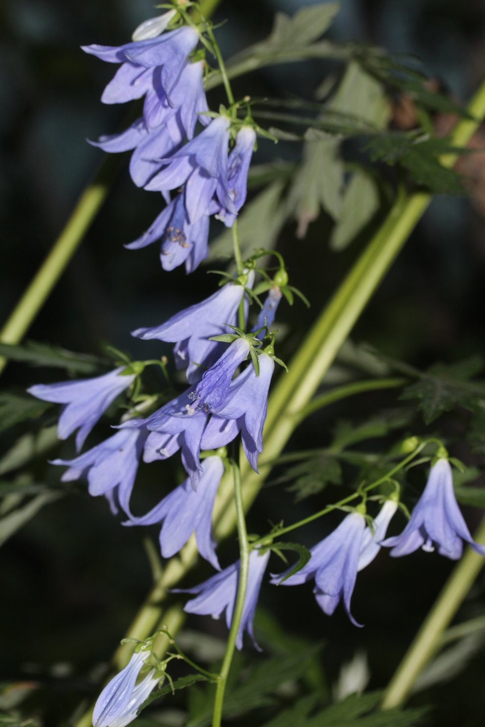 Adenophora remotiflora