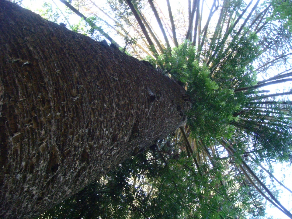 Araucaria bidwillii