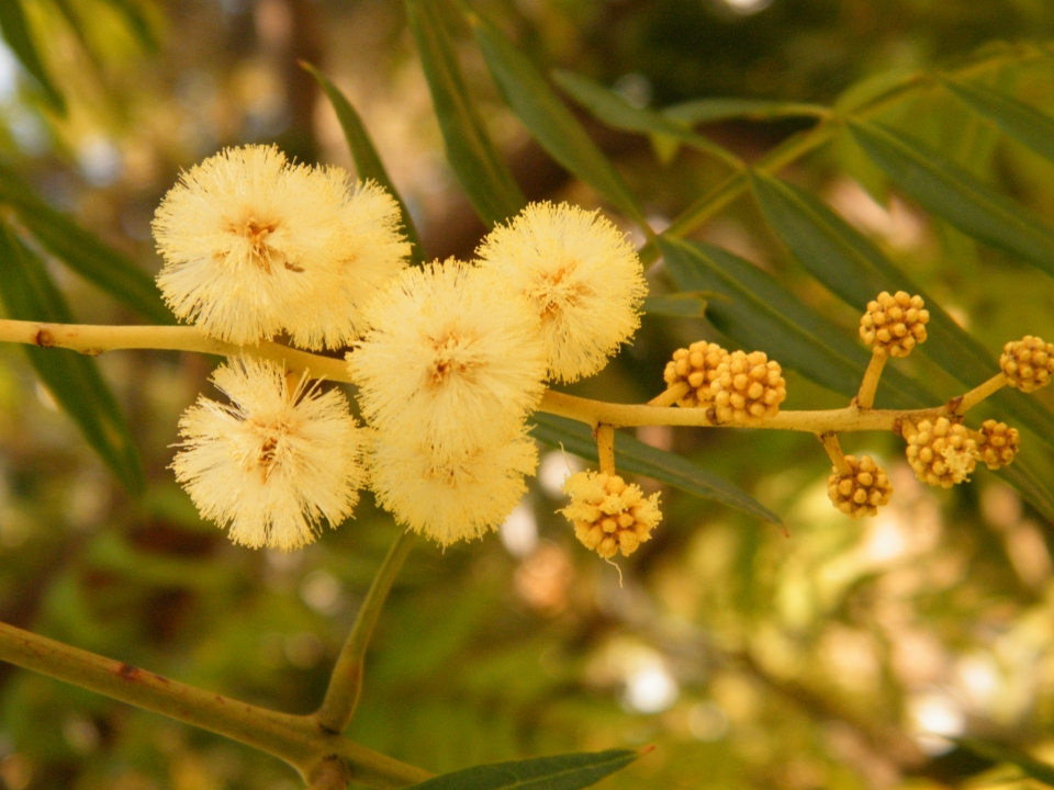 Acacia elata