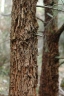 Allocasuarina torulosa