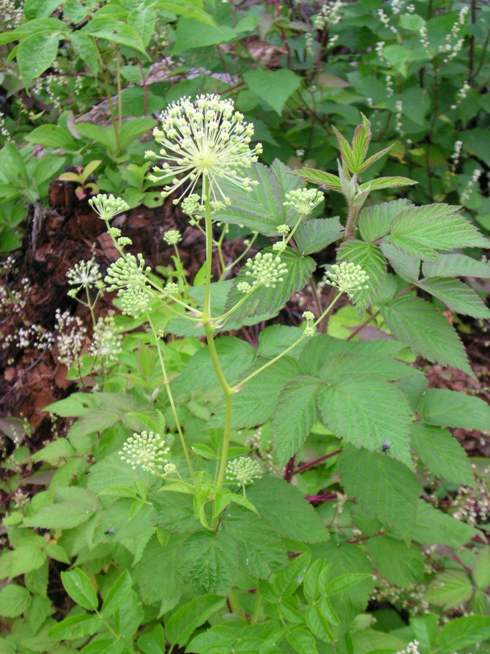 Aralia hispida