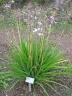 Tulbaghia violacea