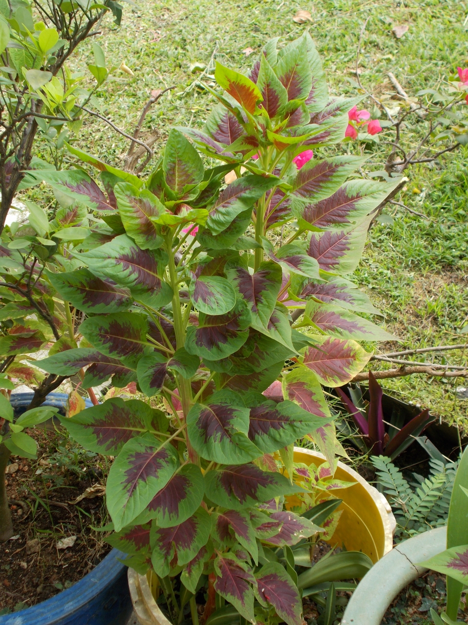 Amaranthus tricolor