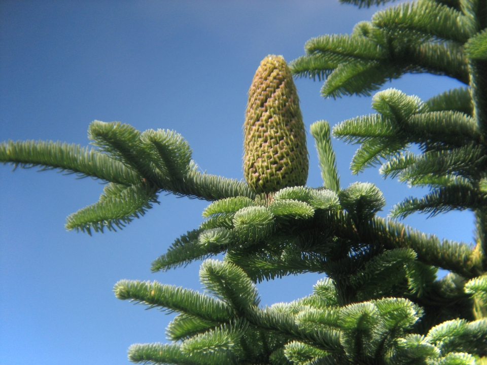 Abies procera