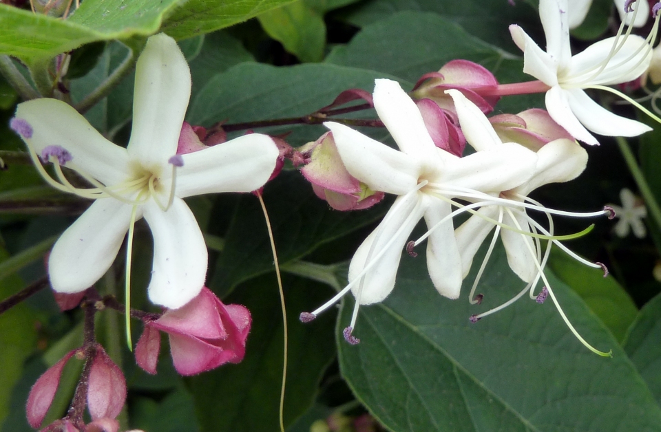 Clerodendrum trichotomum