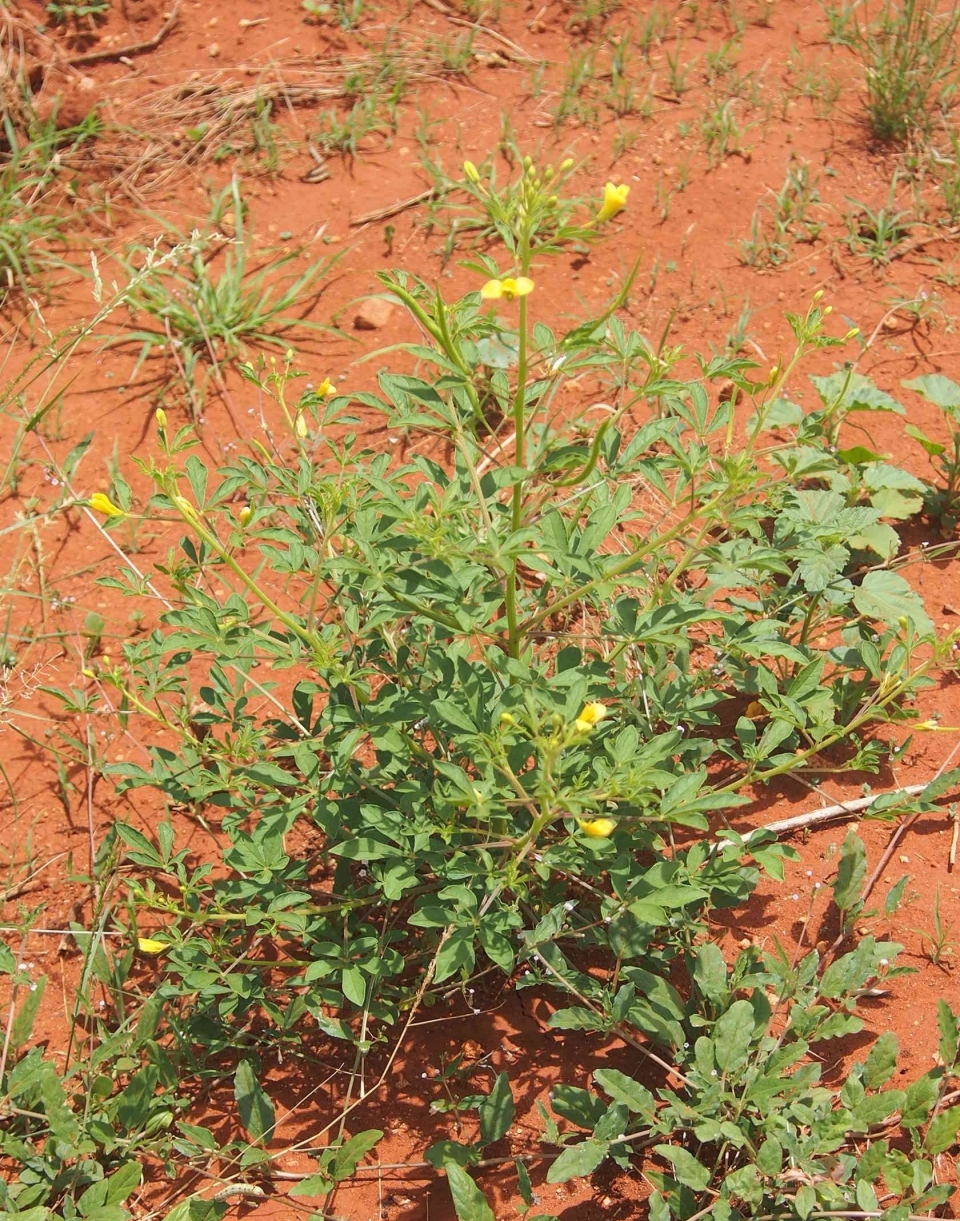 Cleome viscosa