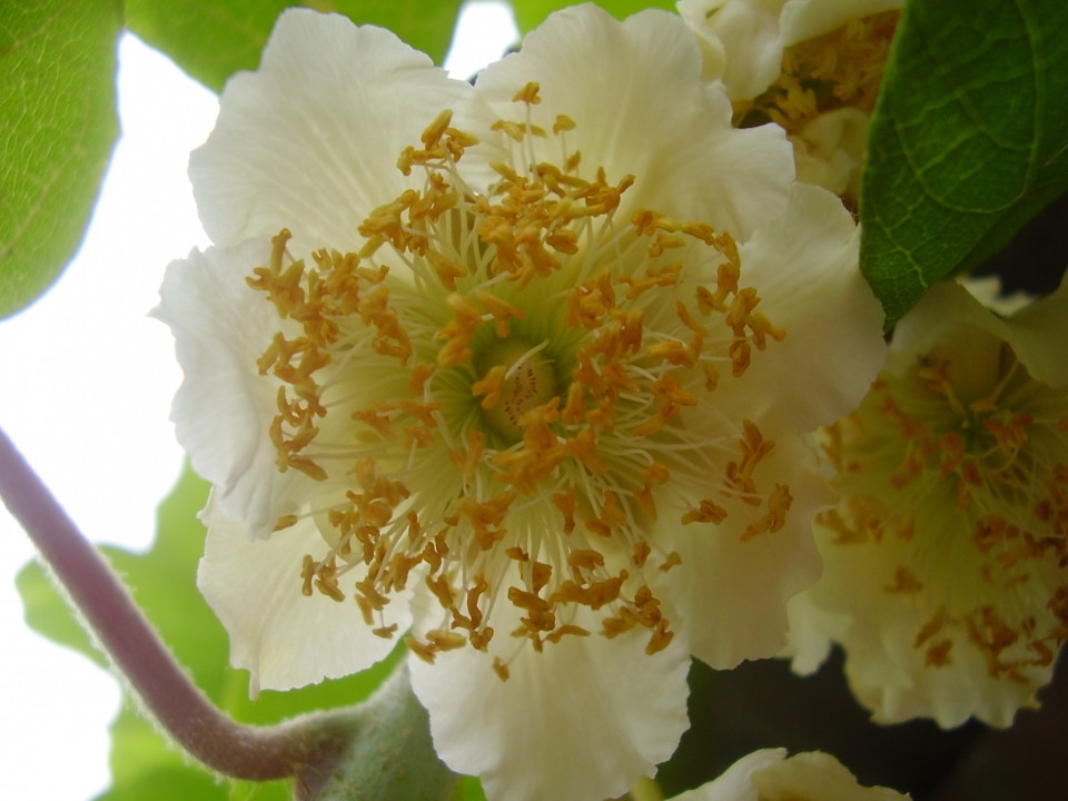 Actinidia deliciosa