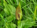 Arum maculatum