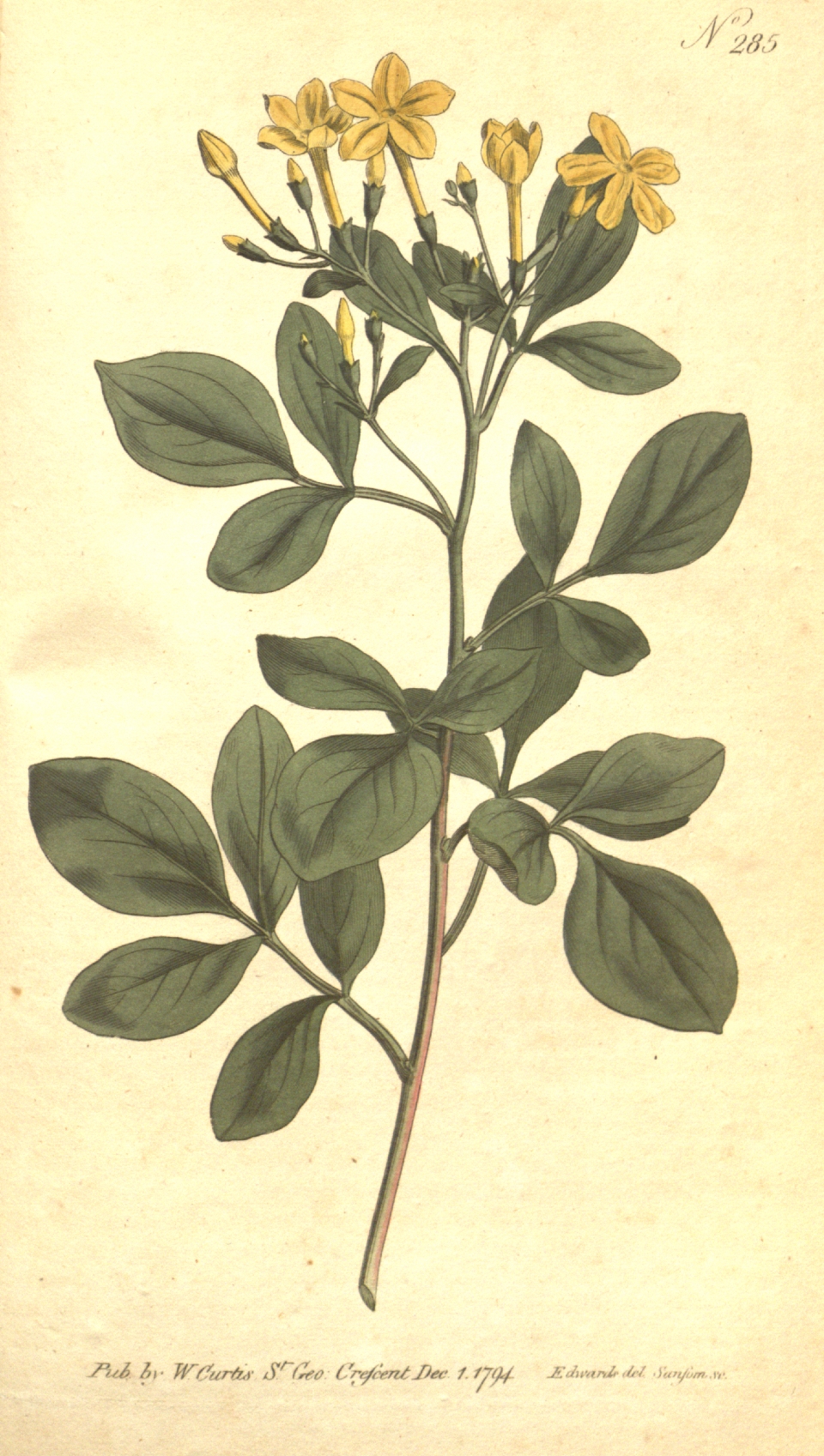 Jasminum odoratissimum